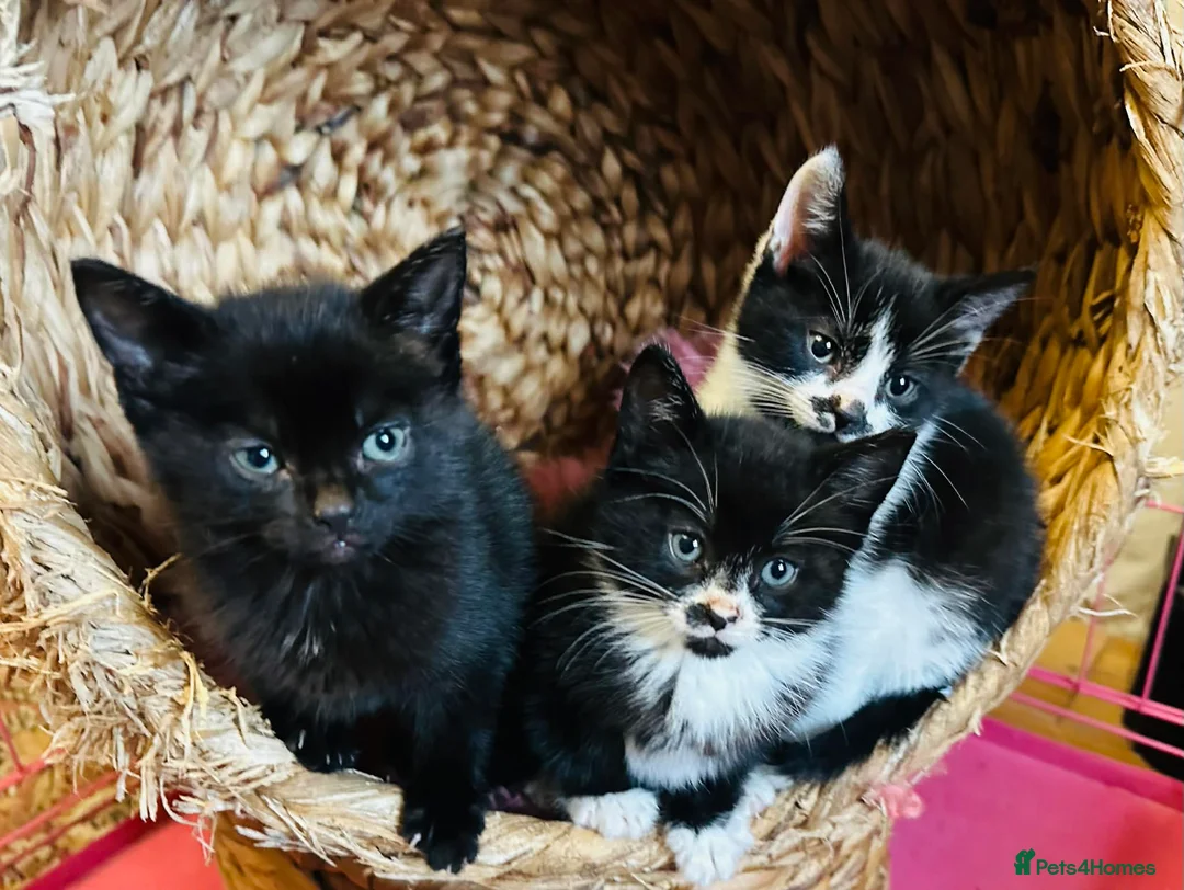 Mixed Breed cats for sale: Kittens  - Advert 3