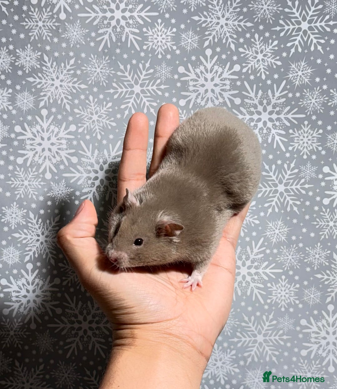 Hamster rodents for sale: STUNNING TAME PEDIGREE SYRIAN HAMSTERS - Advert 5