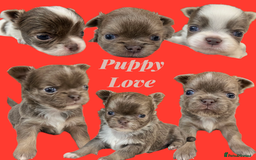 Chihuahua dogs for sale: Chihuahua - Amazing Fluffy boys and girls - Advert 1