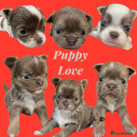 Chihuahua dogs Chihuahua - Amazing Fluffy boys and girls - Advert 1