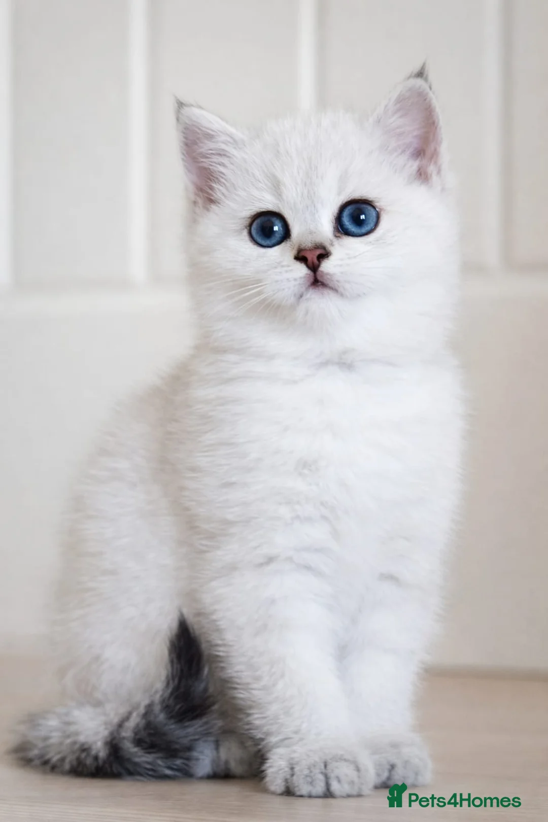 British Shorthair cats for sale: 💛🤍British Shorthair Kittens - White & Gold 🤍💛 - Advert 11