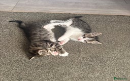 Mixed Breed cats for sale: Three beautiful kittens  - Image 22