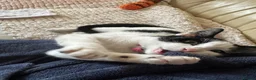 Mixed Breed cats for sale: Kitty  - Advert 4