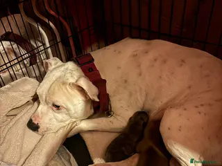 Mixed Breed dogs Staff cross chow chow - Advert 8