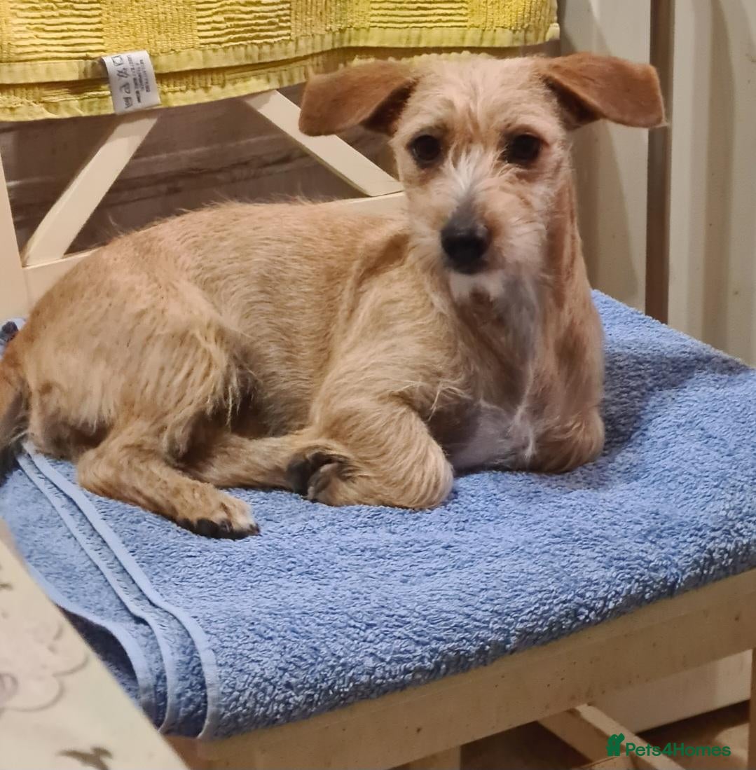 Mixed Breed dogs for adoption: Tee tee. 6 inch tall.  - Advert 1