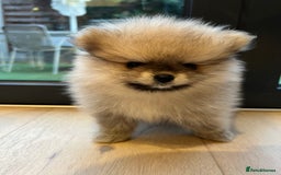 Pomeranian dogs for sale: 2 Pomeranian female puppies available  - Image 10