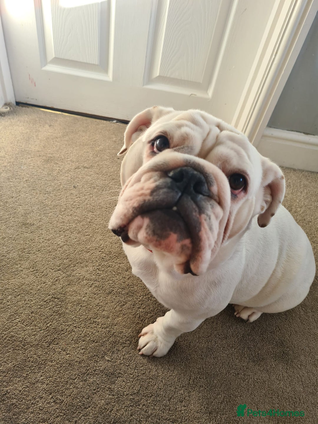English Bulldog dogs for sale: Kc registered English bulldog - Image 2