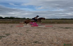 Welsh Section D horses for sale: 🌟 Gorgeous – Quality Welsh Section D – 14.2hh 🌟 - Image 7