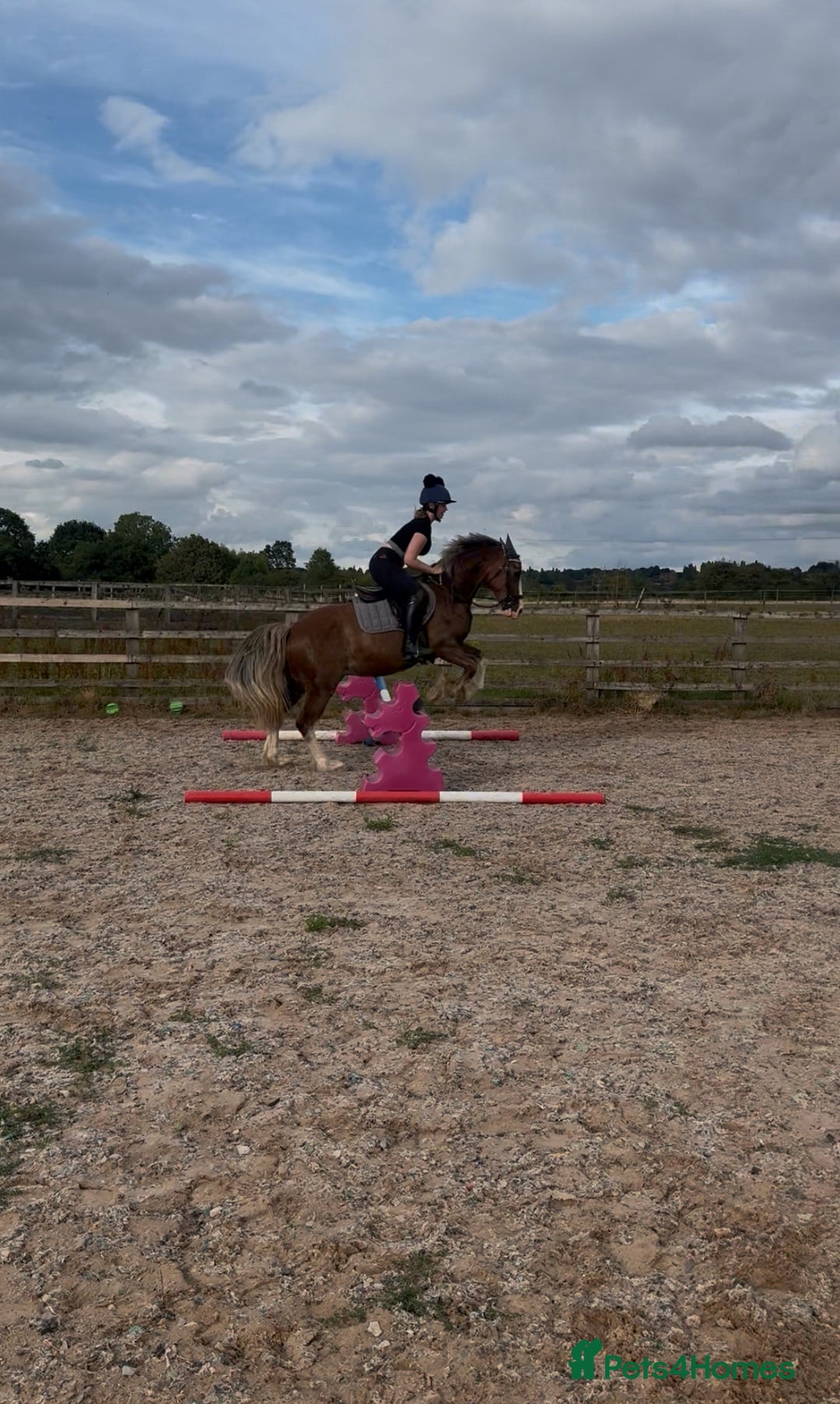 Welsh Section D horses for sale: 🌟 Gorgeous – Quality Welsh Section D – 14.2hh 🌟 - Image 7