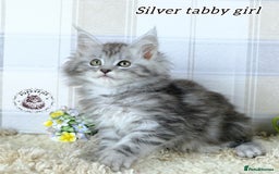 Maine Coon cats for sale: Stunning Maine coon kittens TICA registration - Image 3