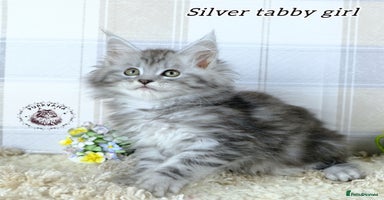 Maine Coon cats - Advert 5