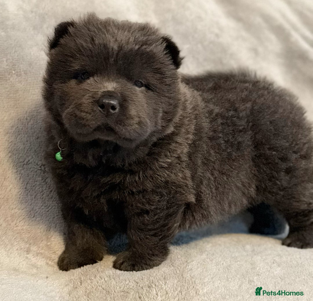 Chow Chow dogs for sale: KC Reg Chow Chow Puppies  - Advert 16