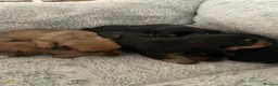 Miniature Dachshund dogs for sale: Miniature dashunds  - Advert 7