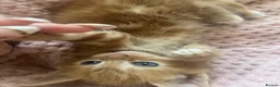 Mixed Breed cats for sale: Ginger Mixed Breed Kittens  - Advert 4