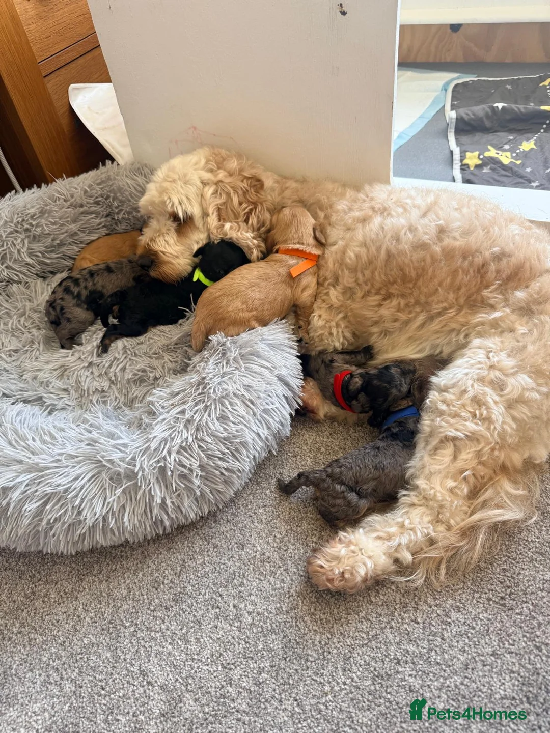 Cockapoo dogs for sale: Cockerpoo puppies  - Advert 1