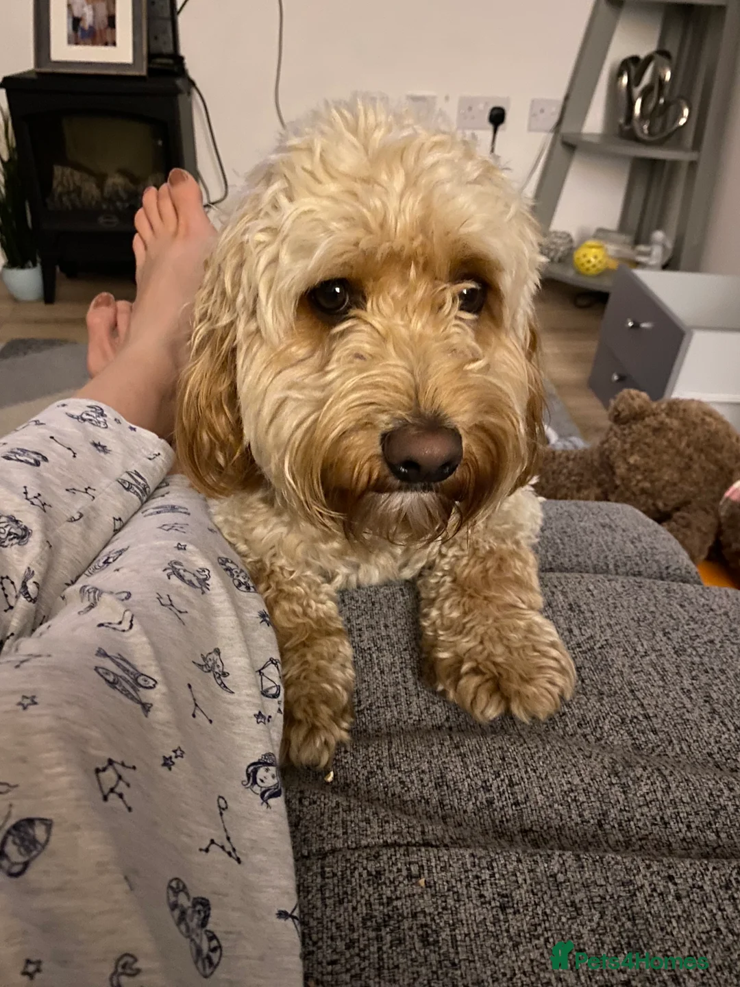 Cockapoo dogs for stud: Cockapoo stud in Durham - Advert 3