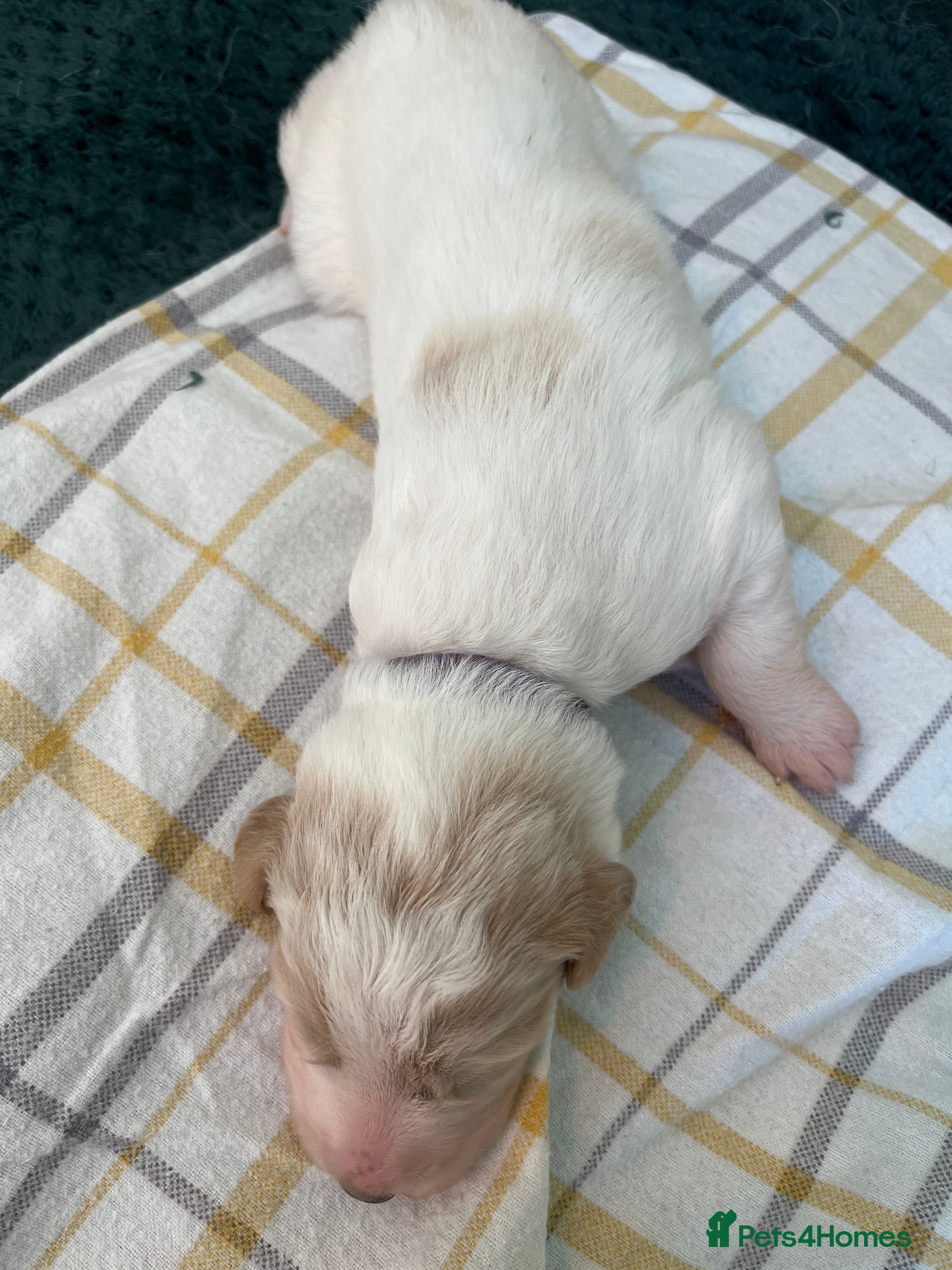 Mixed Breed dogs Exceptional Pyrenees Doodle Puppies   - Advert 2