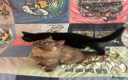 Mixed Breed cats for sale: 5 Beautiful, Fluffy Kittens For Sale! - Image 14