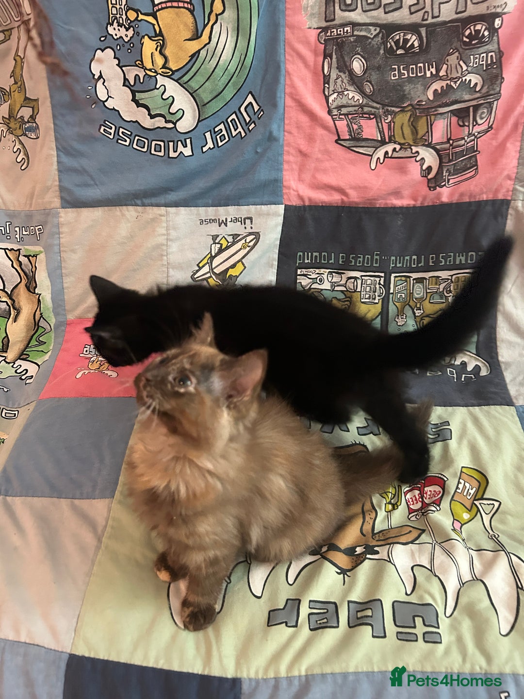 Mixed Breed cats for sale: 5 Beautiful, Fluffy Kittens For Sale! - Image 14