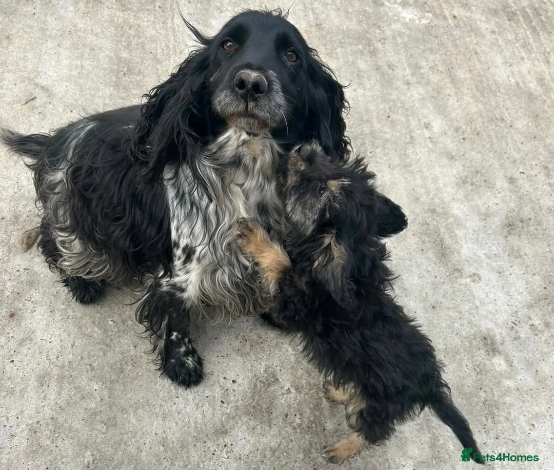 Mixed Breed dogs for sale: Beautiful cockerpoo cross puppies  - Advert 2