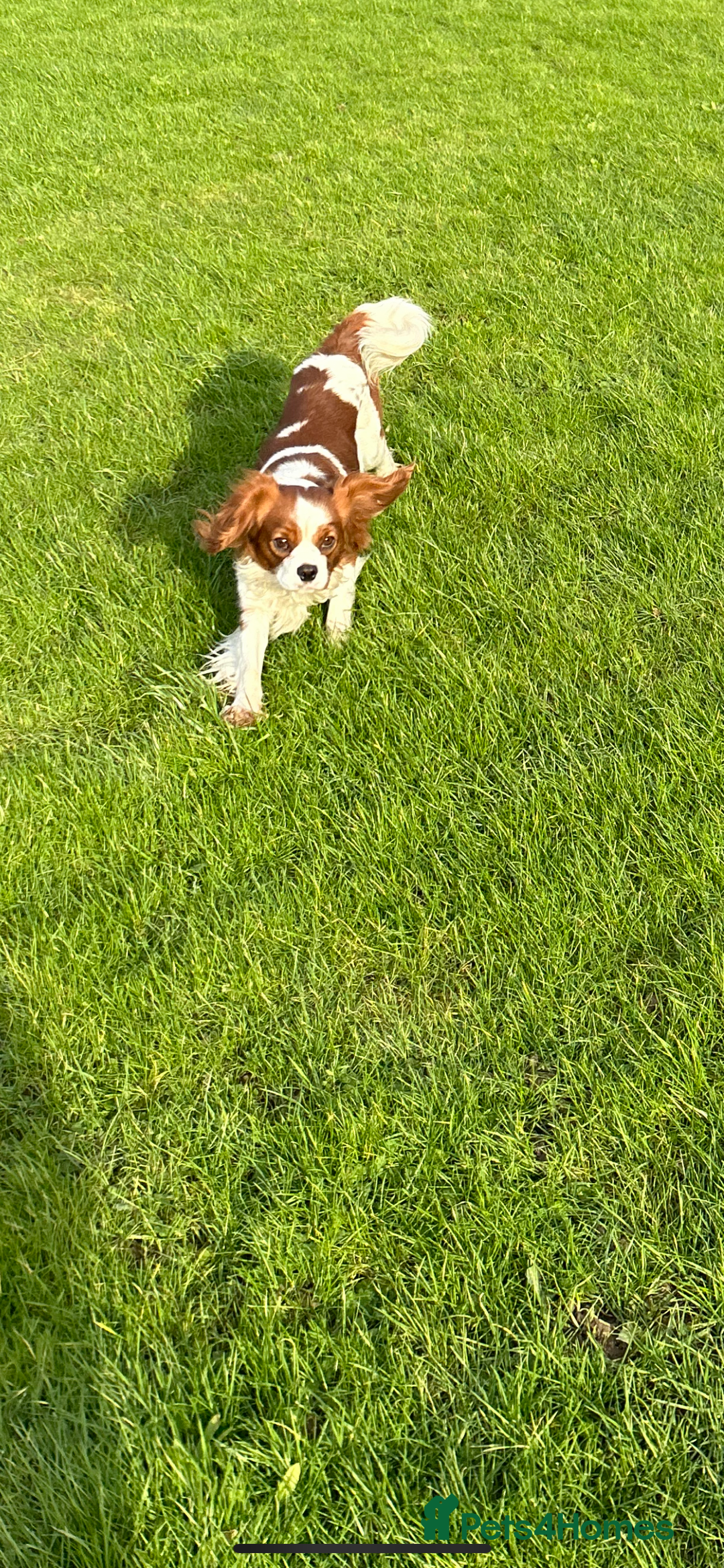 Cavalier King Charles Spaniel dogs for stud: KC registered health tested Blenheim stud in Folkestone - Image 5