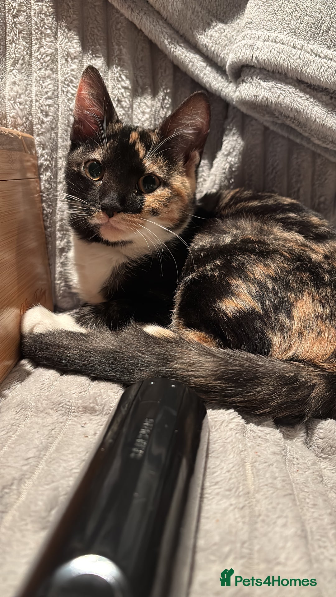 Mixed Breed cats for sale: Mixed Maine Coon & Randall Mix - Advert 1