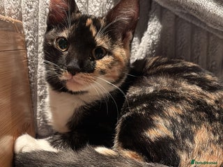 Mixed Breed cats Mixed Maine Coon & Randall Mix - Advert 1