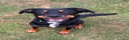 Smooth Collie dogs for sale: 10 month old collie cross bitch  in Minehead - Advert 4