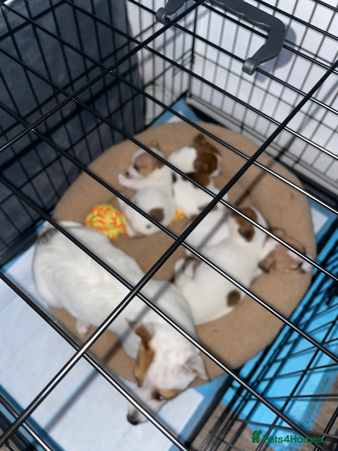 Jack Russell dogs for sale: Jack Russel pups - Advert 3