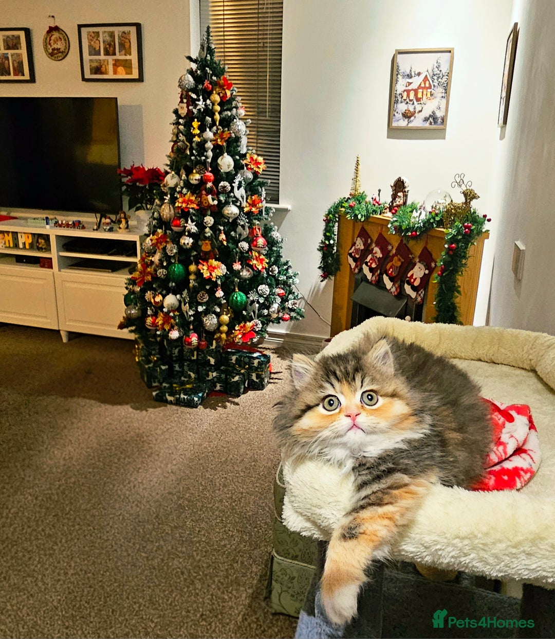 Persian cats for sale: Rare and Stunning Persian Girl  - Advert 2