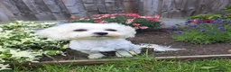 Maltese dogs for sale: 🐾❤️Beautiful Maltese Puppies For Sale❤️🐶 - Advert 3