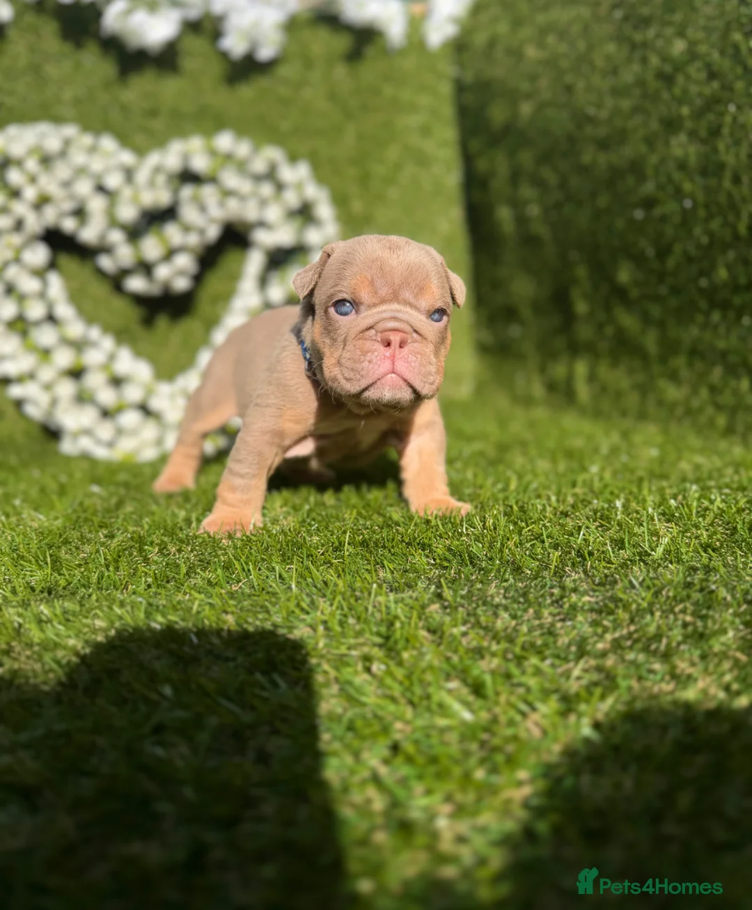English Bulldog dogs for sale: Gorgeous KC English Bulldog Puppies - Advert 1
