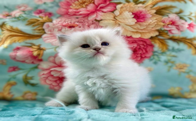 Ragdoll cats - Advert 3