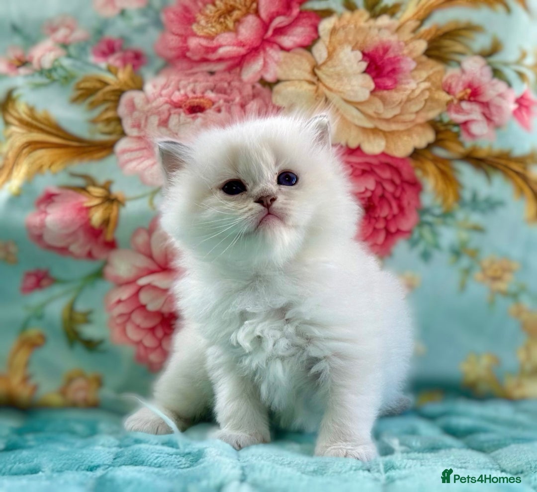 Ragdoll cats for sale: 1 boy 3 girls  - Image 14