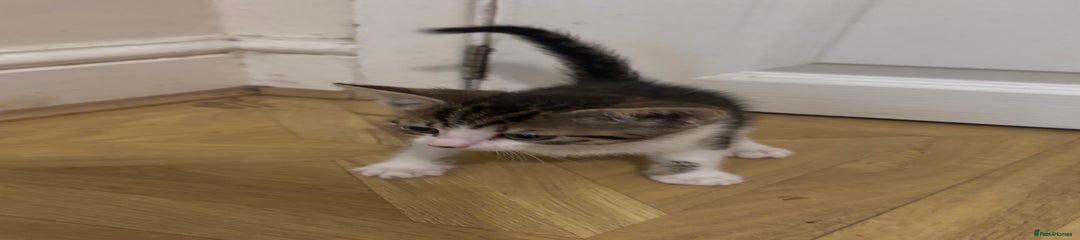 Mixed Breed Kitten 2