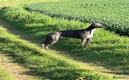 Whippet dogs for sale: Blue Whippet Puppy - Image 16