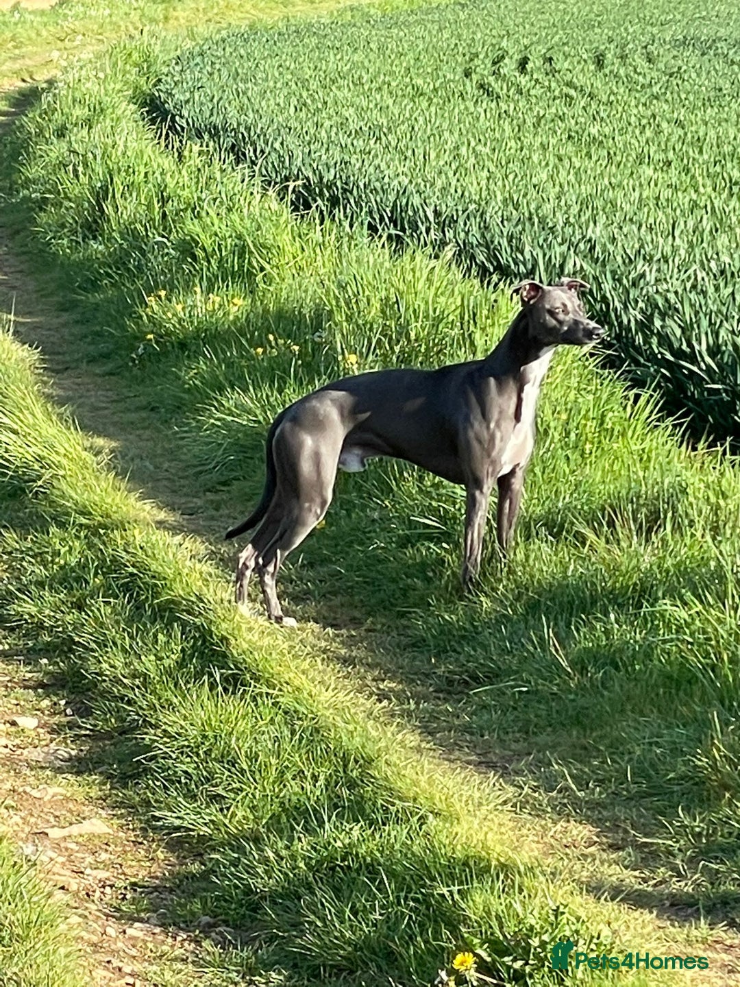 Whippet dogs for sale: Blue Whippet Puppy - Image 16