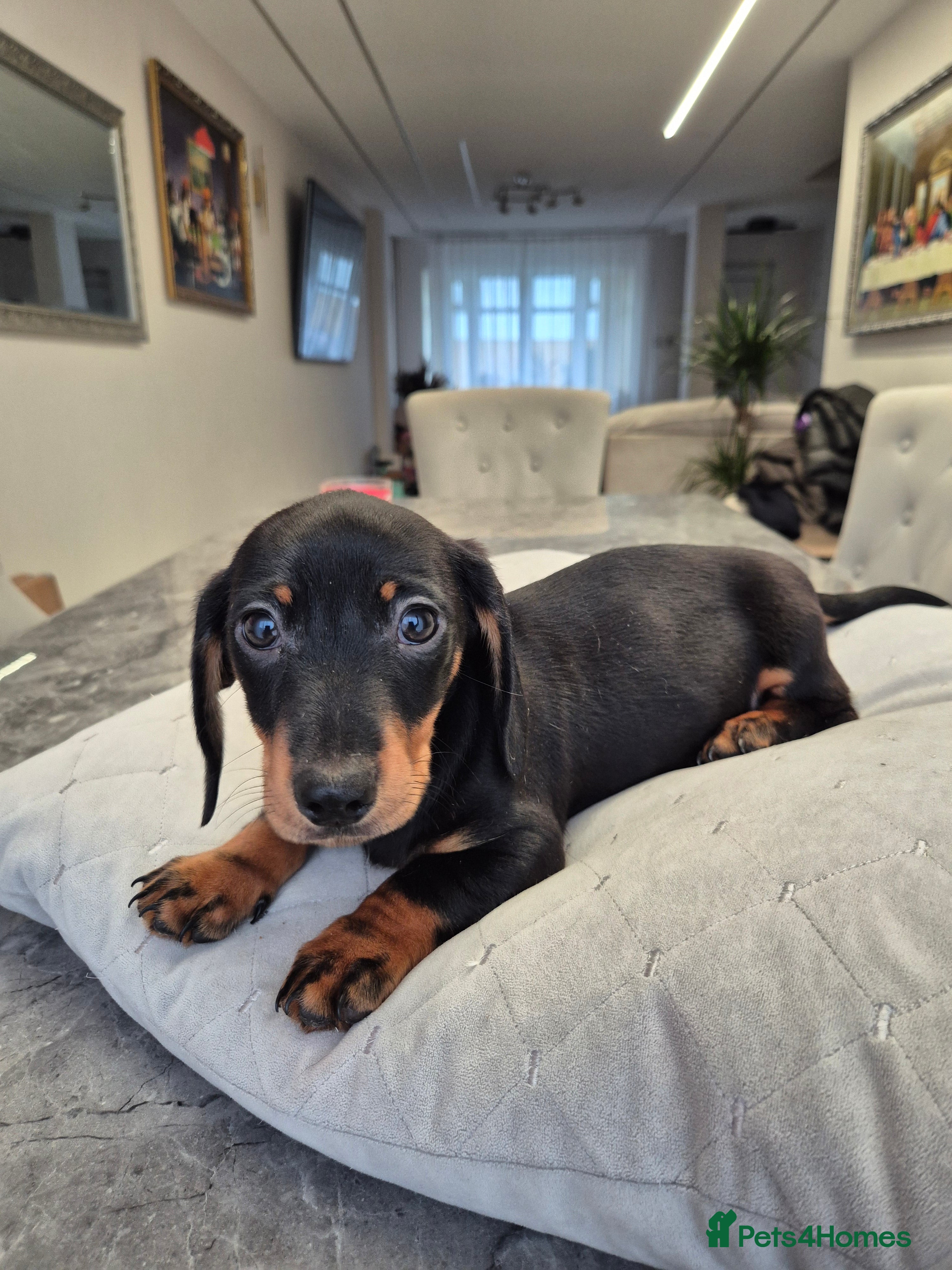 Dachshund dogs 💙 1 Boy left!Ready to leave! - Advert 8