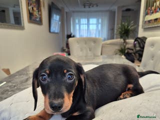 Dachshund dogs 💙 1 Boy left!Ready to leave! - Advert 8