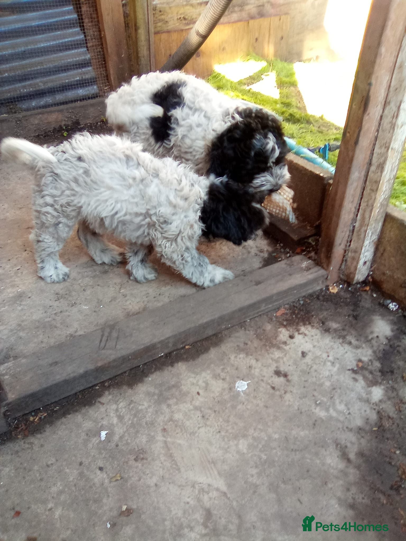 Mixed Breed dogs Mr Jhon - Advert 2