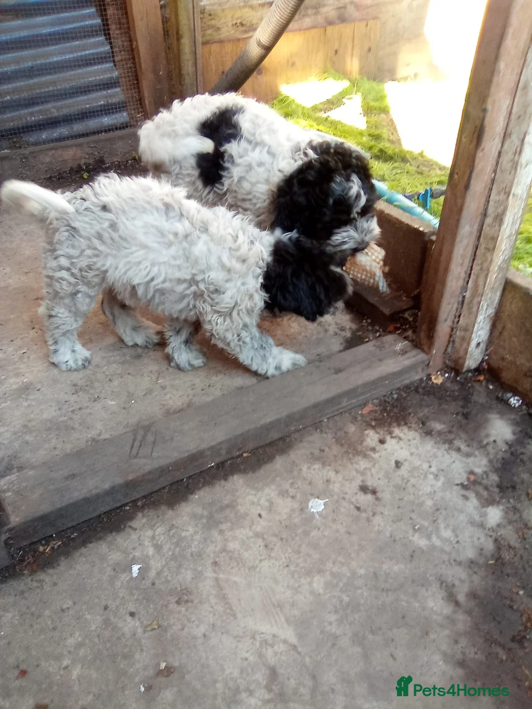 Mixed Breed dogs for sale: Mr Jhon in London - Advert 1