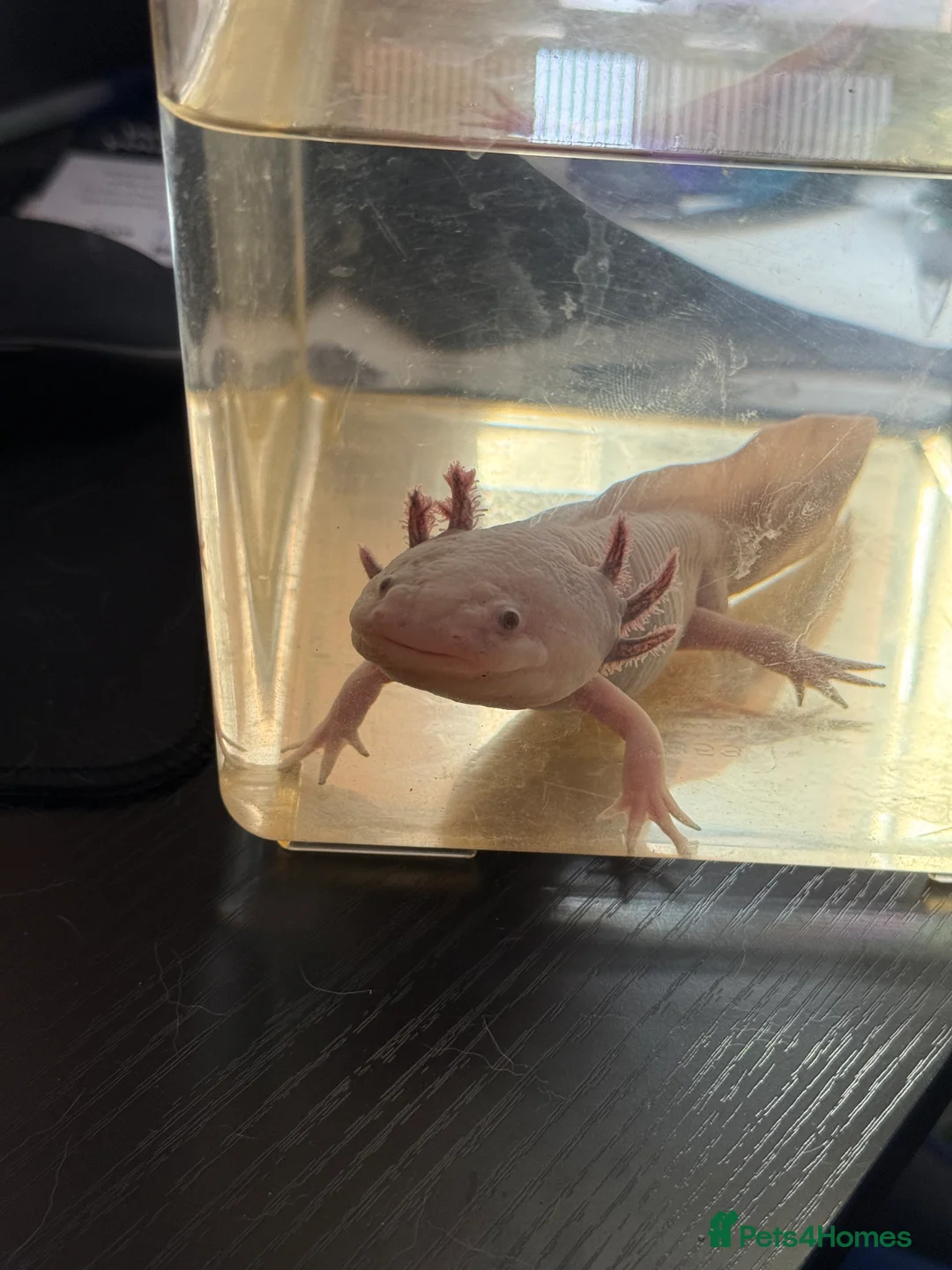 Axolotl reptiles for sale: “Axol” the Axolotl needs a new home - Advert 1