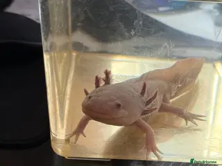 Axolotl reptiles “Axol” the Axolotl needs a new home - Advert 1