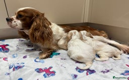 Cavalier King Charles Spaniel dogs for sale: Beautiful Cavalier Cross Maltese Puppies  - Advert 6