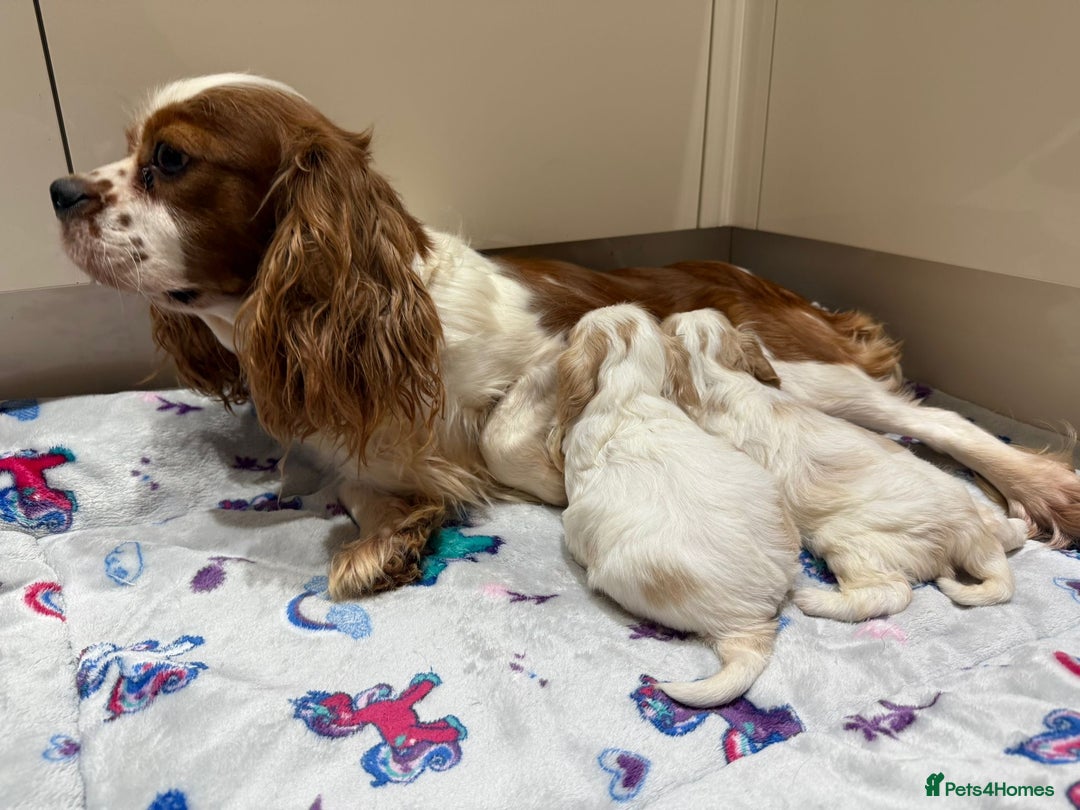 Cavalier King Charles Spaniel dogs for sale: Beautiful Cavalier Cross Maltese Puppies  - Advert 6