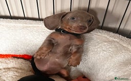 Miniature Dachshund dogs for sale: KC mini dachshund Black n Tan girl ready to home  - Image 35