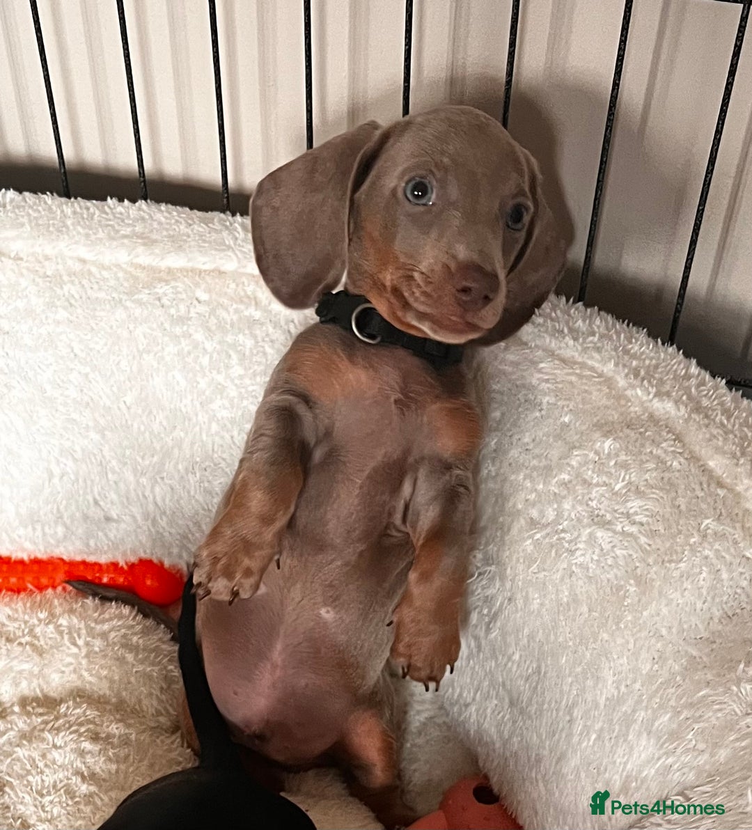 Miniature Dachshund dogs for sale: KC mini dachshund Black n Tan girl ready to home  - Image 35