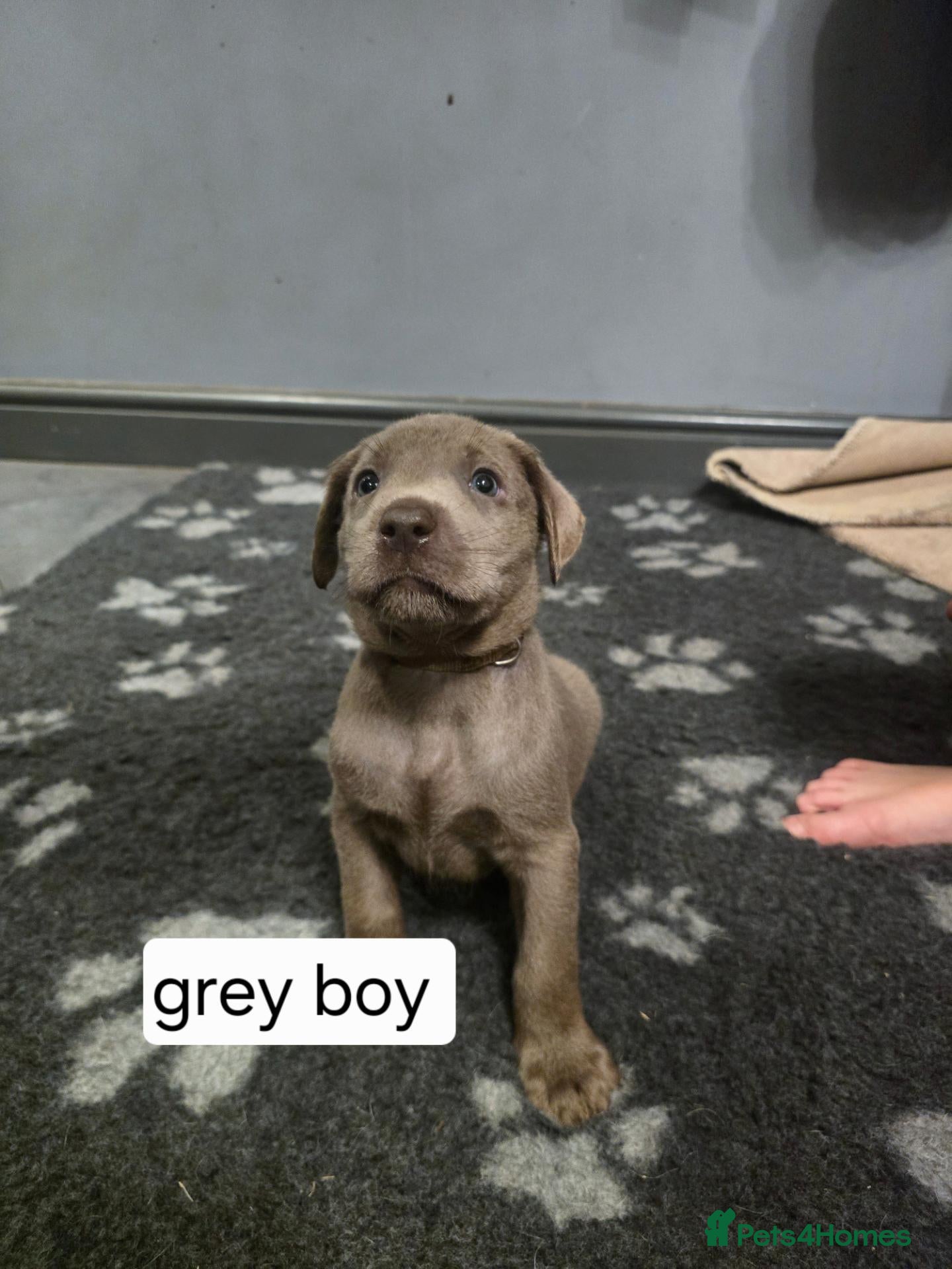 Labrador Retriever dogs for sale: Champion bloodline pedigree labrador silver charco - Advert 1