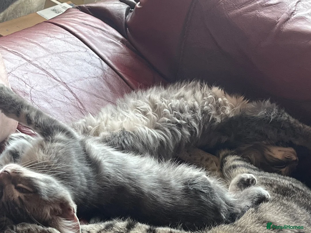Ragdoll cats for sale: Ragdoll cross tabby kittens - Advert 2