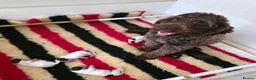 Cockapoo dogs for sale: Chocolate DNA Health Tested Cockapoos  - Advert 24
